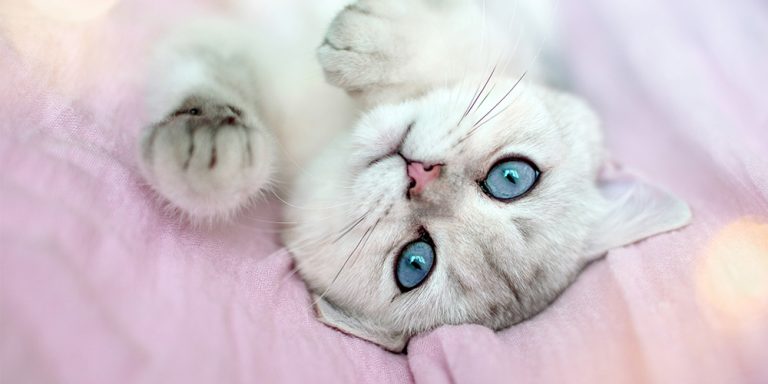 visual storytelling content creation cats